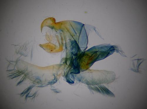 Réf. 269 821 : Ancylolomia tentaculella